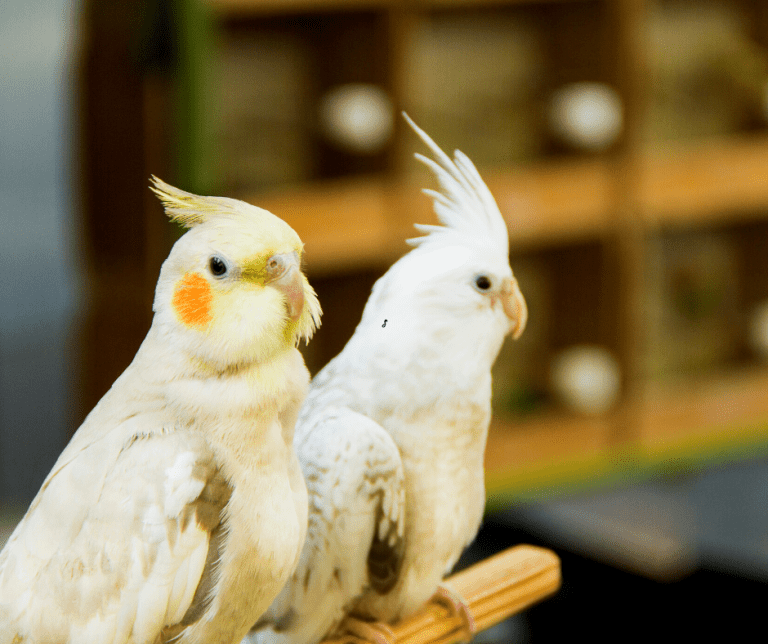 Do Birds Know Their Names? The World of Bird Language Dr Cockatiel