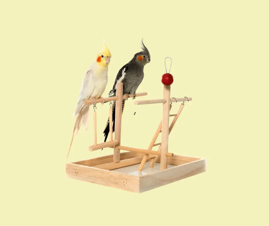how long should a cockatiel be out of its cage