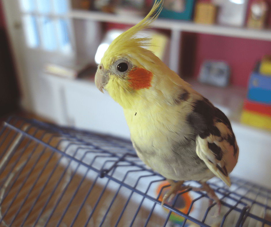 how long should a cockatiel be out of its cage