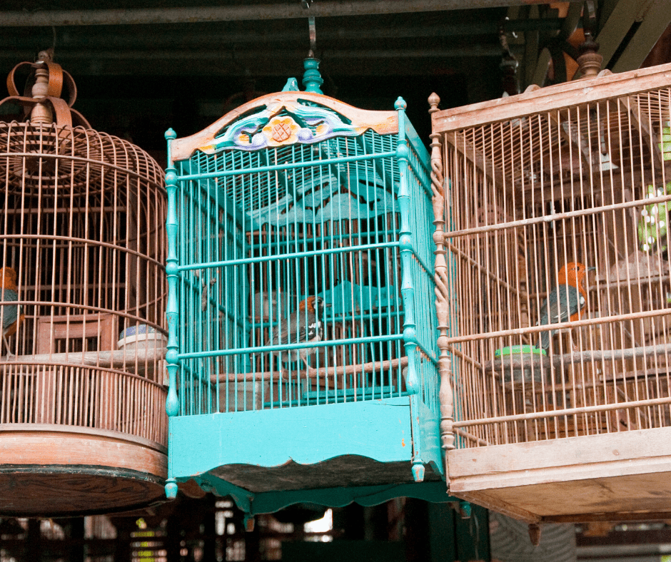 How to Keep a Cockatiel Warm 10 Tips and Tricks Dr Cockatiel