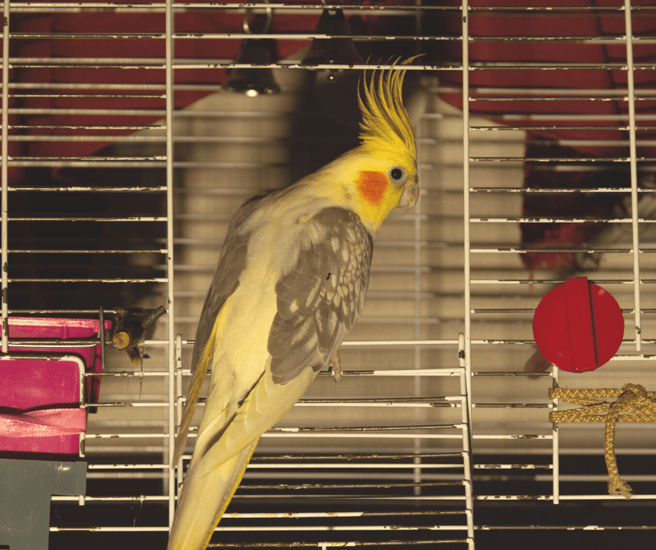 How to Keep a Cockatiel Warm 10 Tips and Tricks Dr Cockatiel