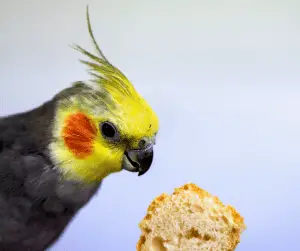 how to trim a cockatiel's beak