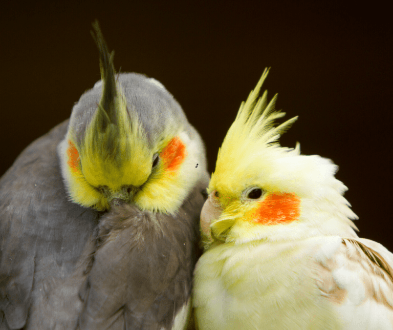 How to Trim a Cockatiel's Beak? A Comprehensive Guide - Dr Cockatiel