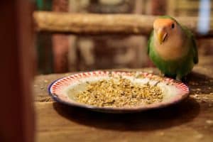 Can a cockatiel eat parakeet food