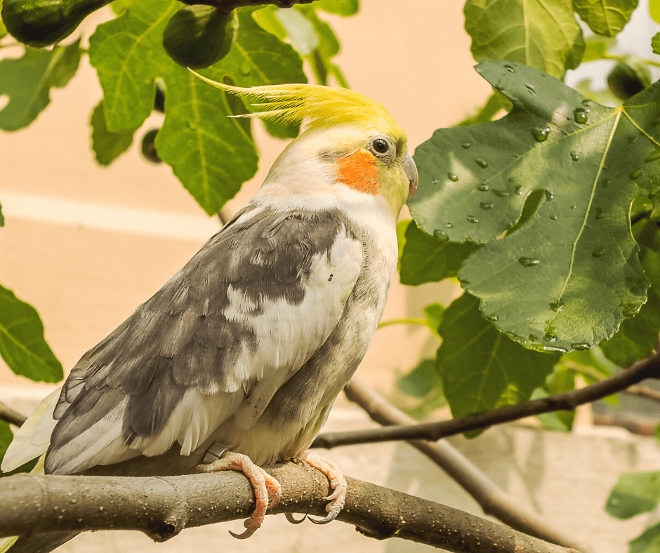 why do birds poop in their water