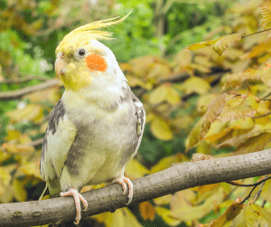 why does my cockatiel nibble me