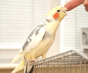 why does my cockatiel nibble me