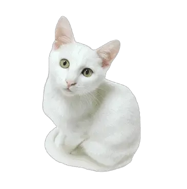 adult-white-cat