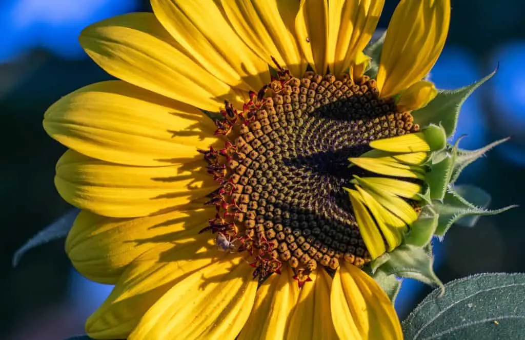 Can Cockatiels Eat Sunflower Seeds