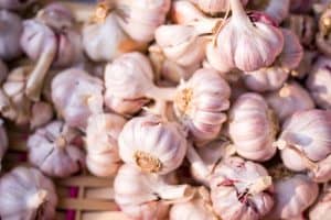 can cockatiels eat garlic