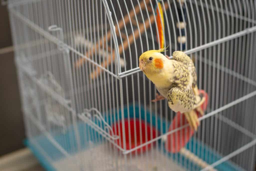 Food for cockatiels - cockatiel on cage