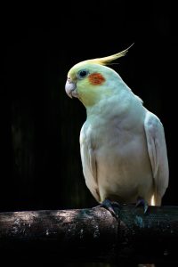 can cockatiels eat fennel