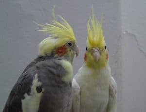 why does my cockatiel face the wall
