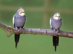 male cockatiel