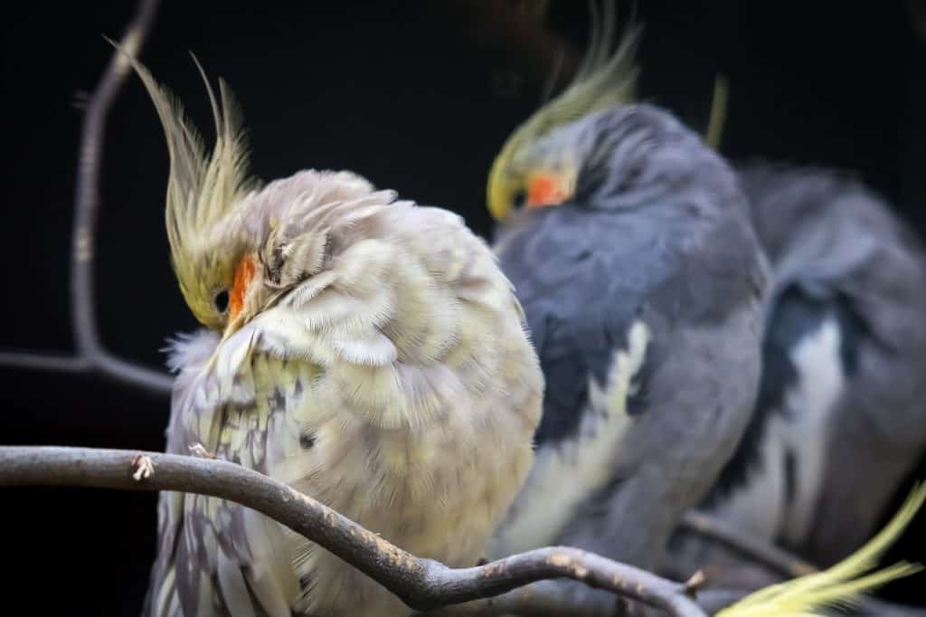 why are cockatiels so dusty