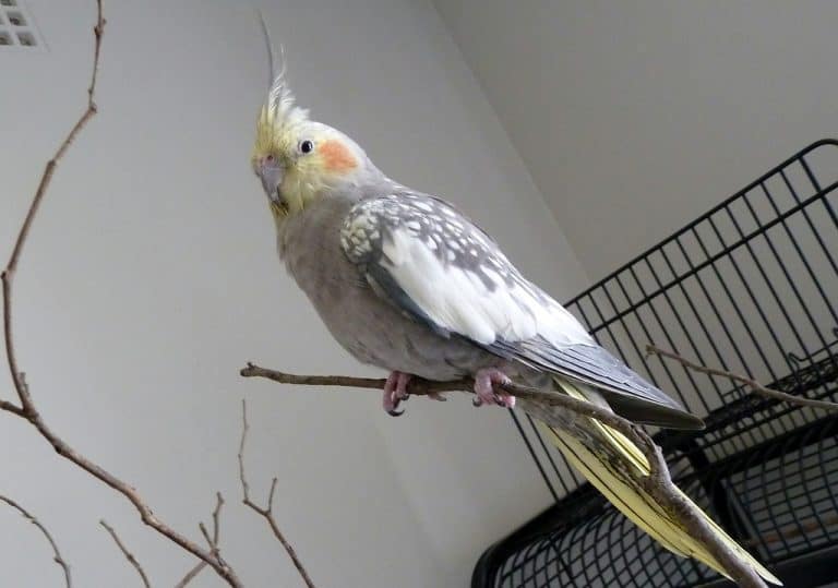 what is a pied cockatiel