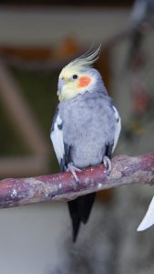 why are cockatiels so dusty