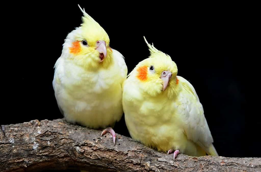 why does my cockatiel face the wall