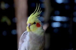 cockatiel beak banging