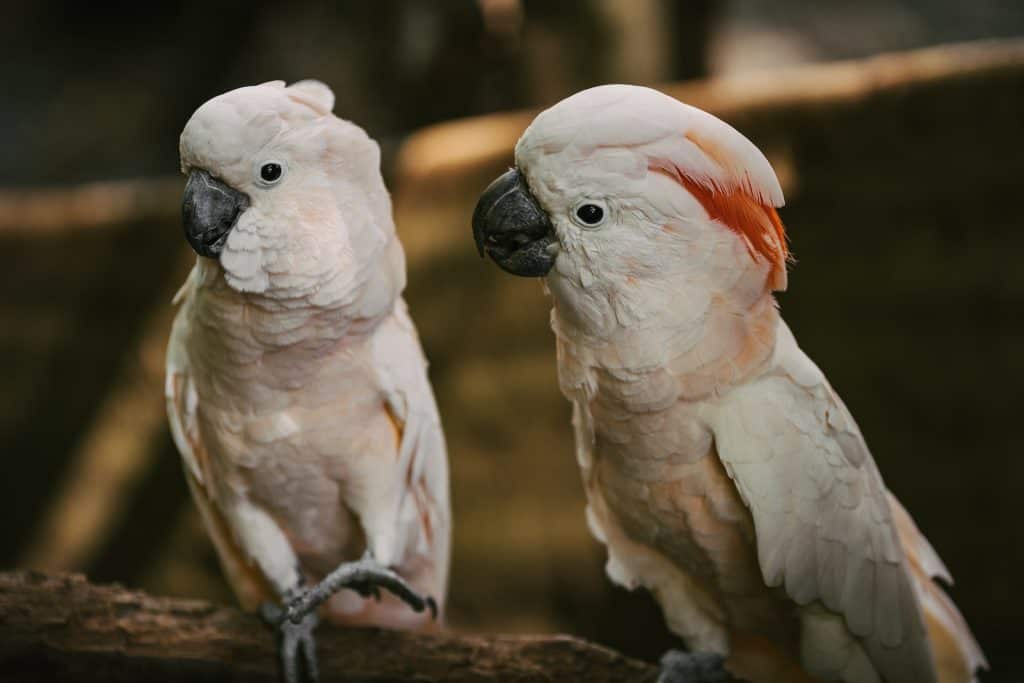 can a cockatoo live with a cockatiel