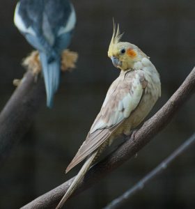 cockatiel beak banging