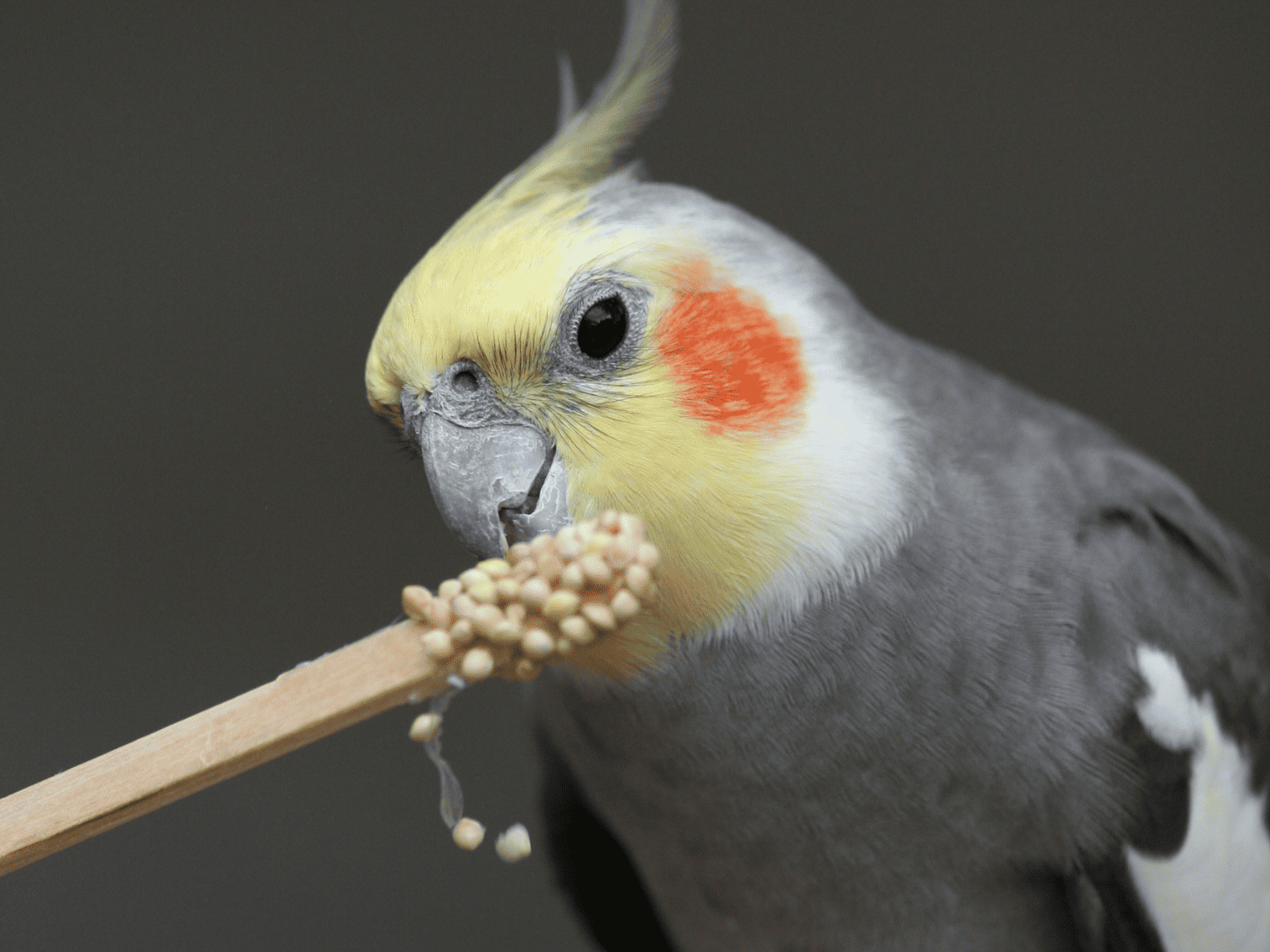 Do Cockatiel Bites Hurt? Are They Dangerous? - Dr Cockatiel