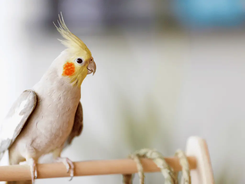 how to train a cockatiel to fly to you