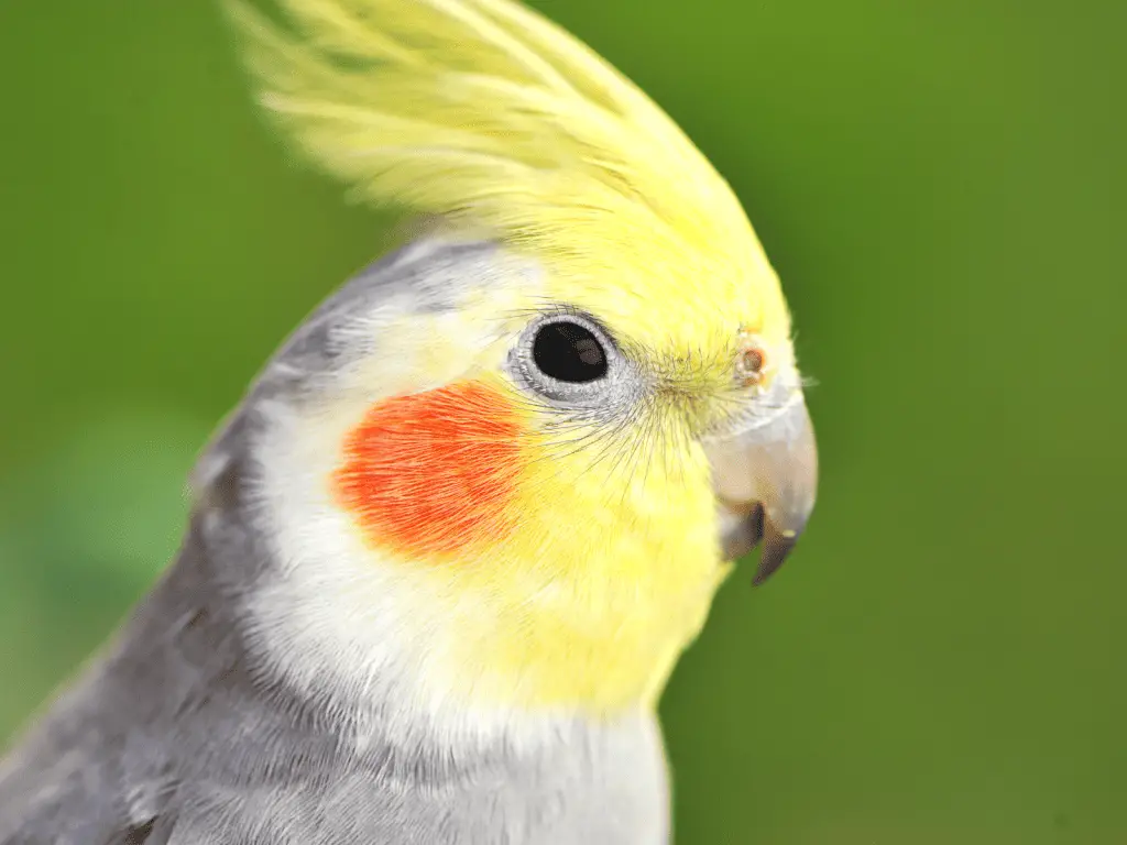how far can a cockatiel see