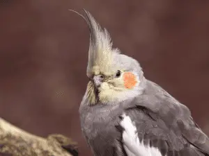 cockatiel beak peeling