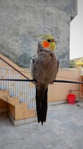 Can a Cockatiel Be Kept Outside