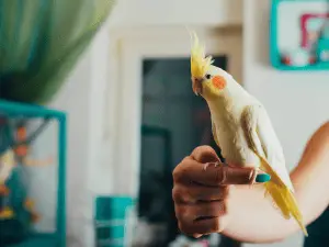 where not to touch a cockatiel