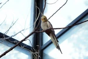 Angry Cockatiel