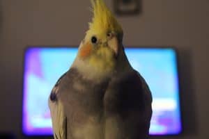 Why Does My Cockatiel Fly on My Head