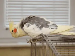 what is a pied cockatiel