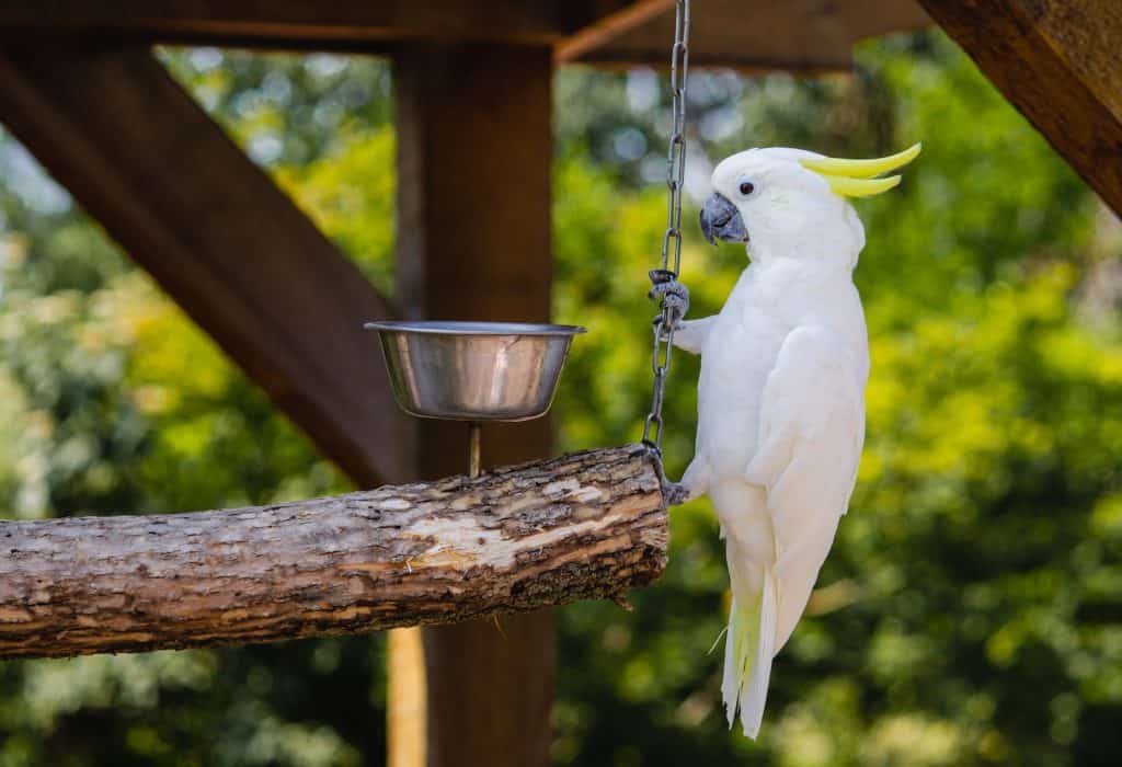 can a cockatoo live with a cockatiel