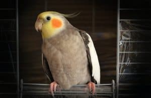Angry Cockatiel