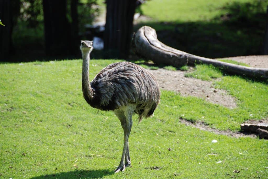 emu, zoo, ratite