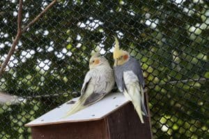 Egg Binding in Cockatiels
