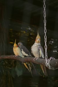a group of birds on a branch
