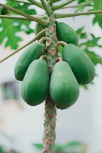 Can Cockatiels Eat Papaya