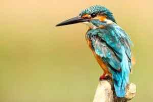 why do birds rub their beaks