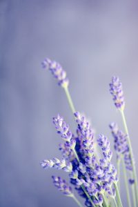 Can Cockatiels Eat Lavender