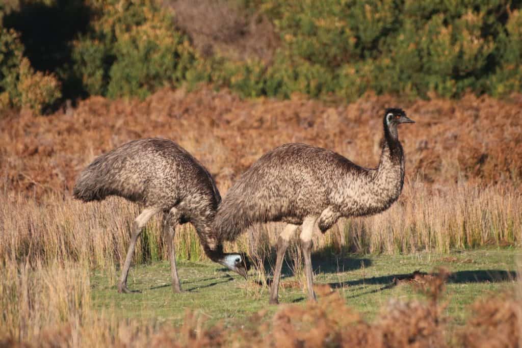 can birds walk backwards