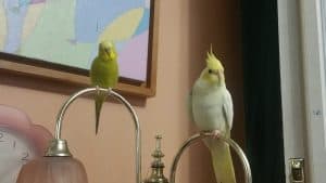 green and white bird on stainless steel stand, cockatiels