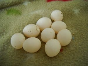 can cockatiels eat eggs