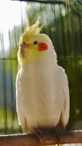At What Age Do Cockatiels Lay Eggs