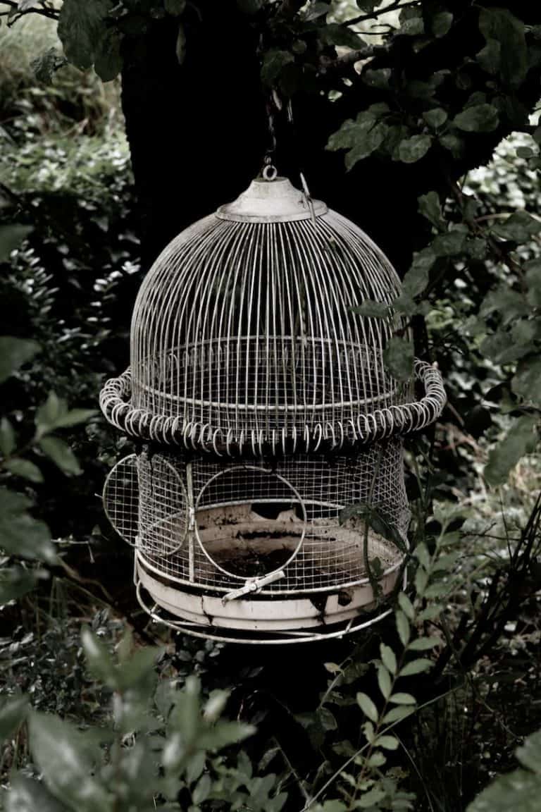5 Great Tips for Cockatiel Cage Setup How Should I Set up My