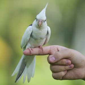 how cockatiels show affection