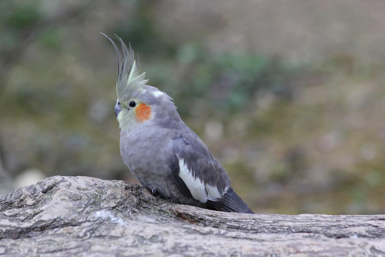 How Long Does it Take for Cockatiel Tail Feathers to Grow Back? 5 Key ...