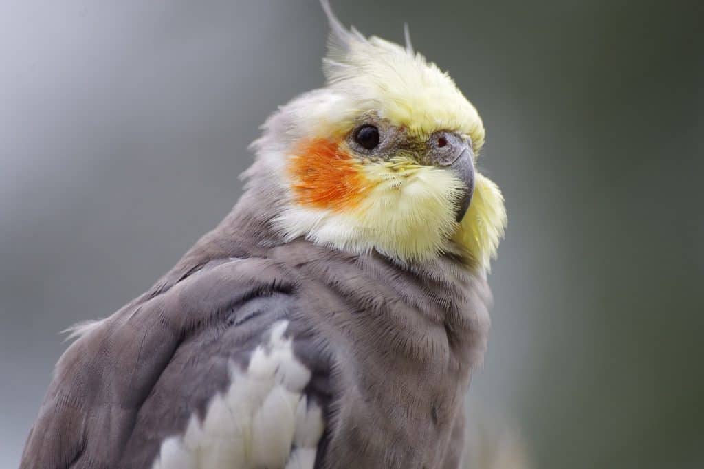 cockatiel, parakeet, domestic animal
